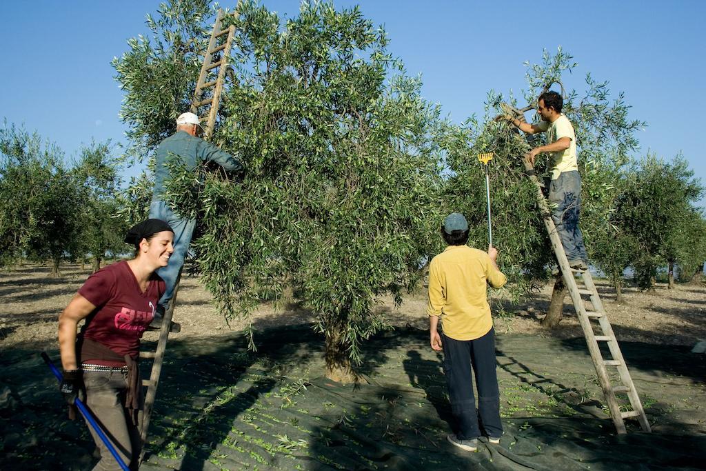 Masseria Sant'Agapito Lucera Exteriör bild